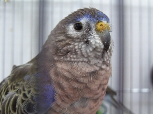 bourk's perakeet male
