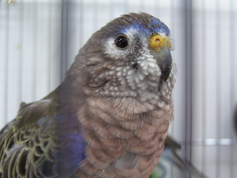 bourk's perakeet male