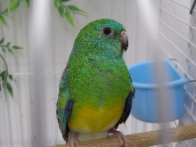 Red Rump perakeet male