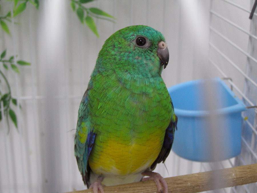 Red Rump perakeet male