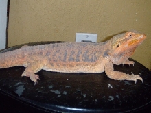 My Female!