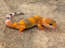 Super - Hypo Tangerine