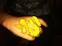 Green Tree Python Lereh Locale 1
