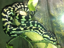 2010 Jungle Carpet Python Male