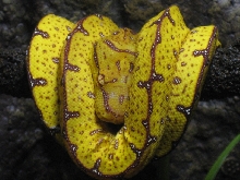 Green Tree Python Lereh Locale 2