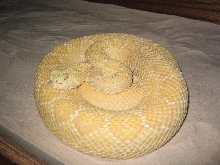 Nick S. - 5' Male Albino Western Diamondback