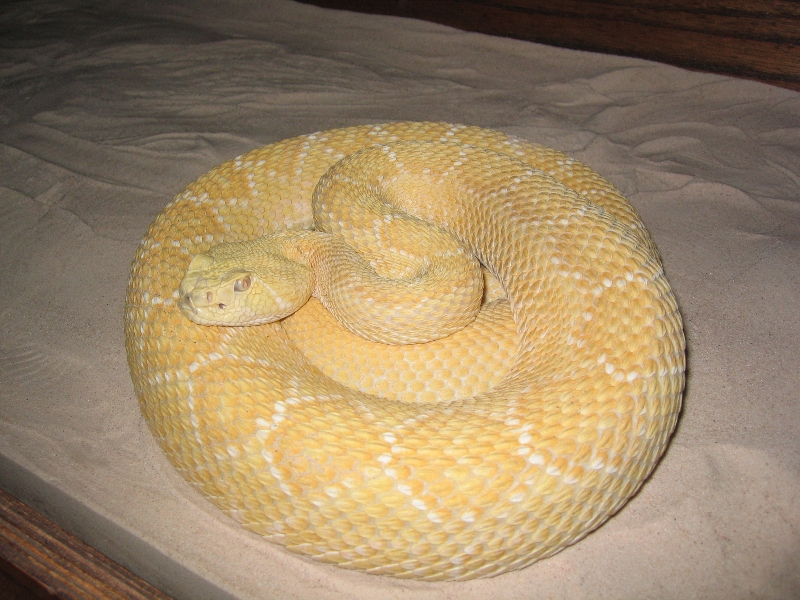 Nick S. - 5' Male Albino Western Diamondback