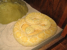 Nick S. - 4' Female Albino Western Diamondback