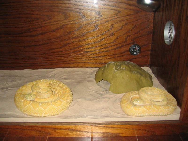 Nick S. - 1.1 Albino Western Diamondbacks