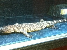 Exasperatum 2