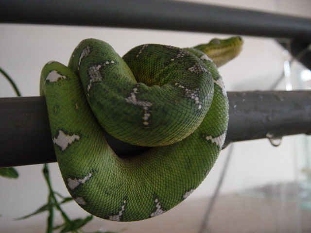 my tree boa's