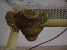 male atb