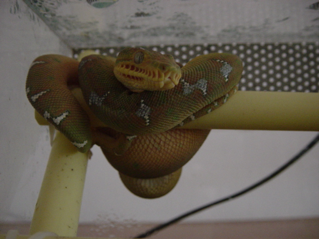 male atb