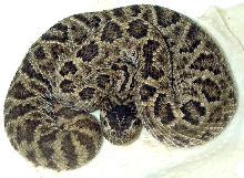 Crotalus scutulatus Salvini