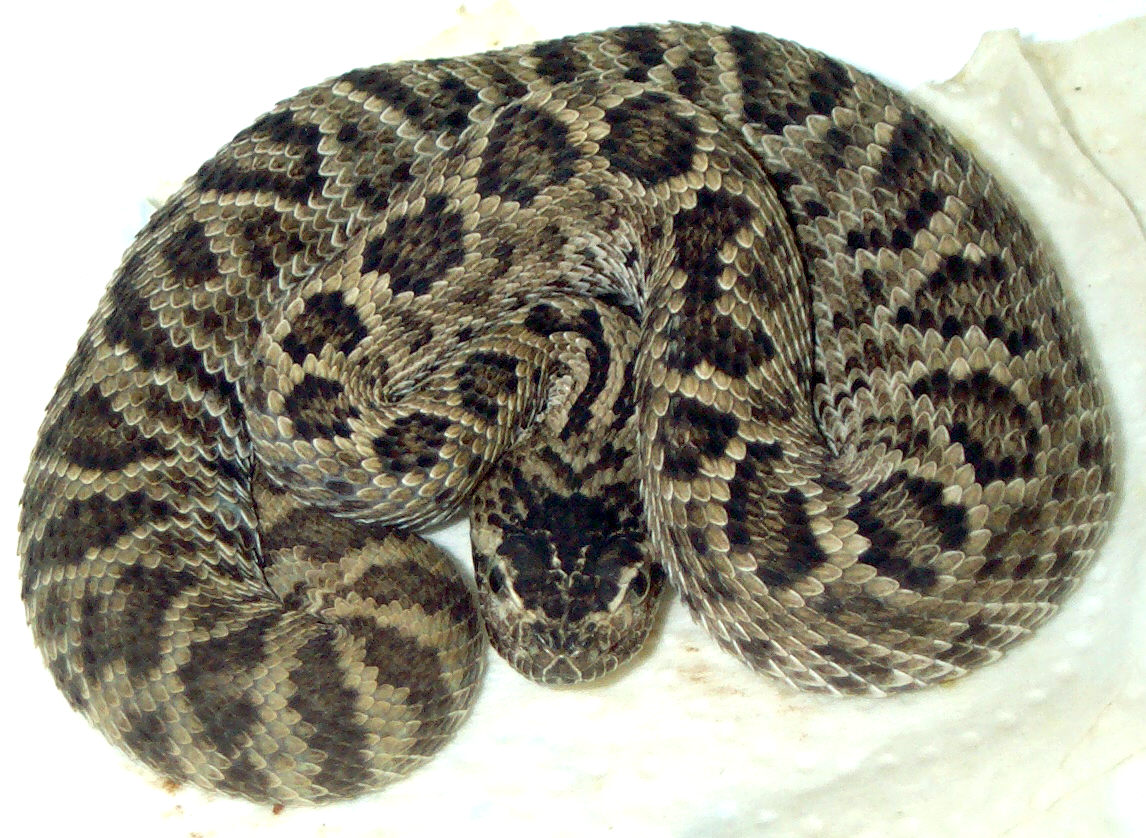 Crotalus scutulatus Salvini
