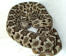Crotalus Aquilus