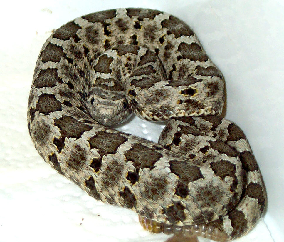 Crotalus Aquilus