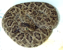 Crotalus Scutulatus Salvini