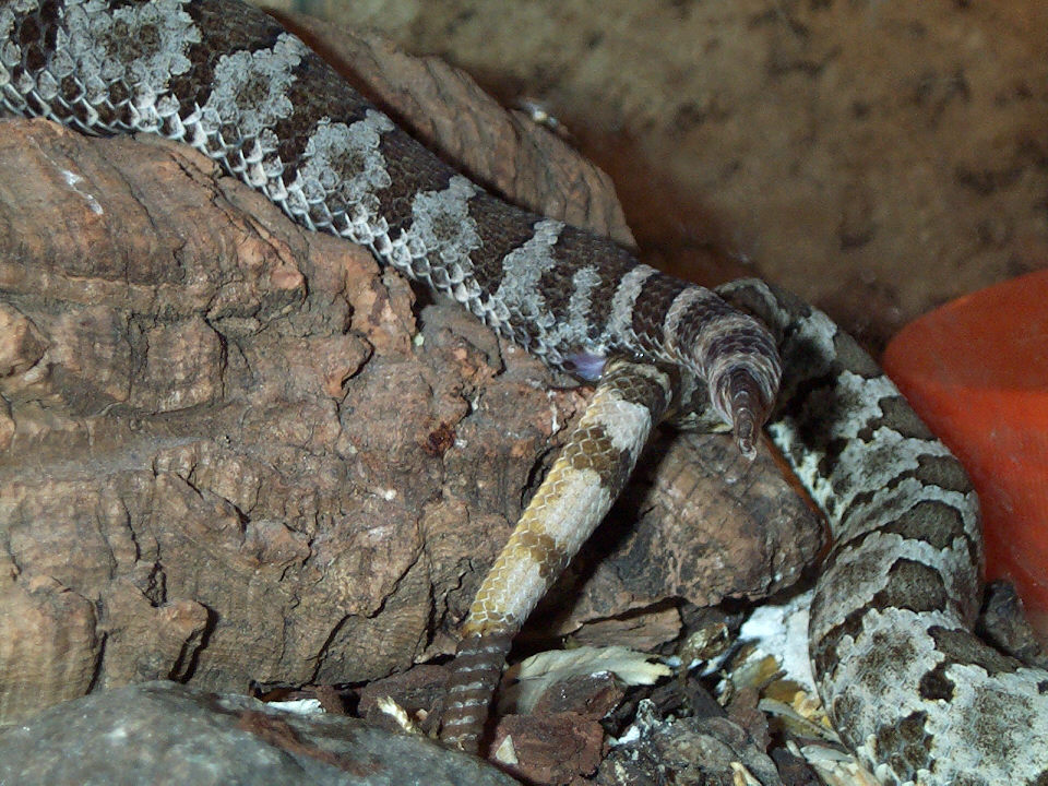 Aquilus breeding