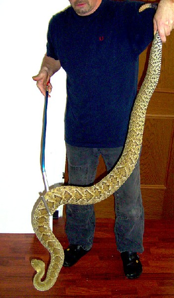 Crotalus Basiliscus