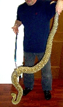 Crotalus Basiliscus