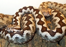 Vipera Ammodytes Gregorwallneri