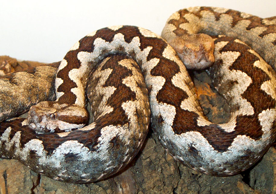Vipera Ammodytes Gregorwallneri