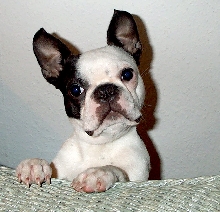 Shamrock