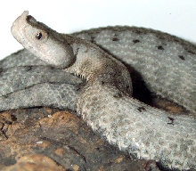 Vipera Ammodytes Ammodytes