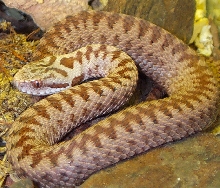 Vipera Berus