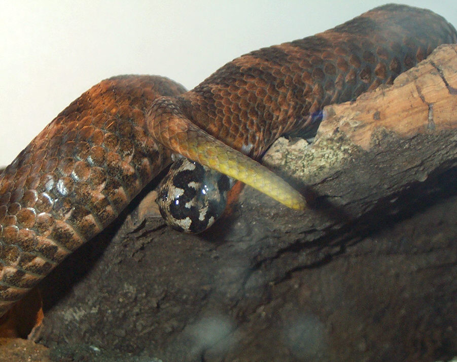 Vipera Ammodytes Montandoni