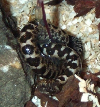 Vipera Ammodytes Montandoni