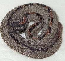 Calico Pigmy