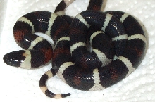 Bicolor Pueblan Milk