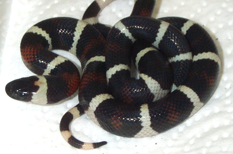 Bicolor Pueblan Milk