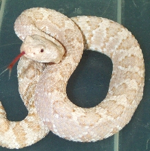 Panamint Albino