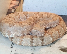 Caramel Albino Panamint