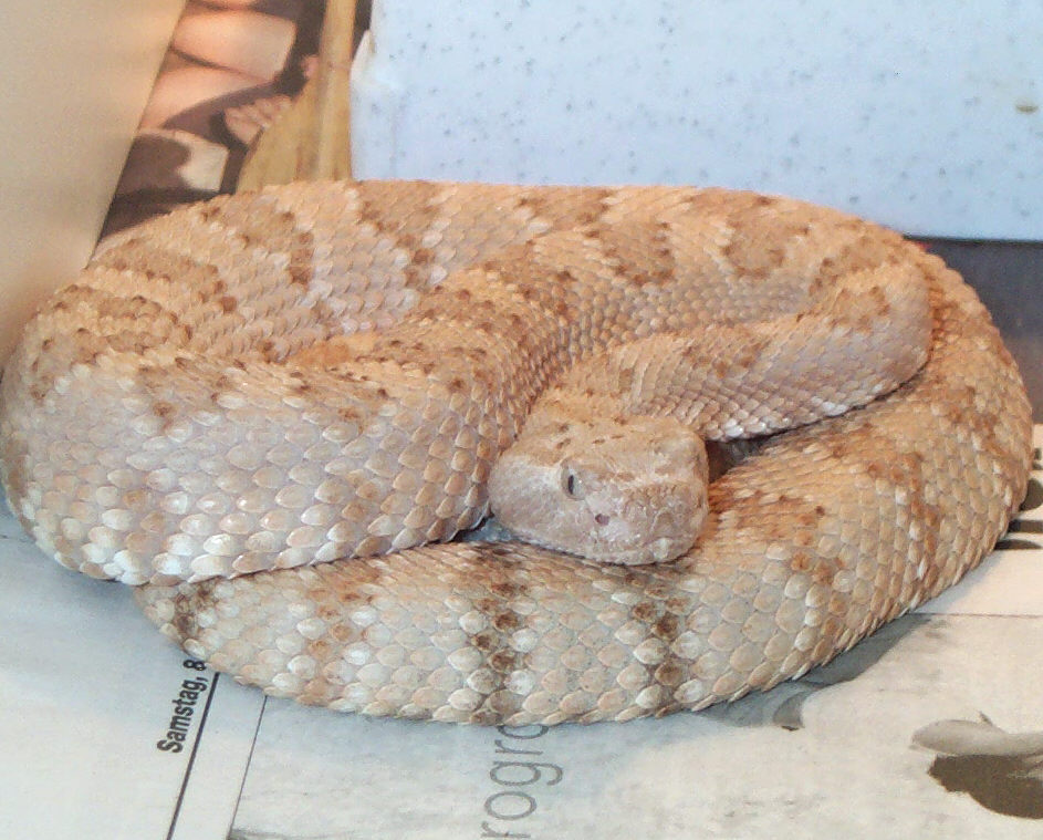 Caramel Albino Panamint