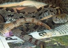 Ravus breeding