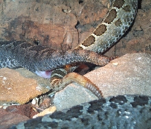 Triseriatus breeding