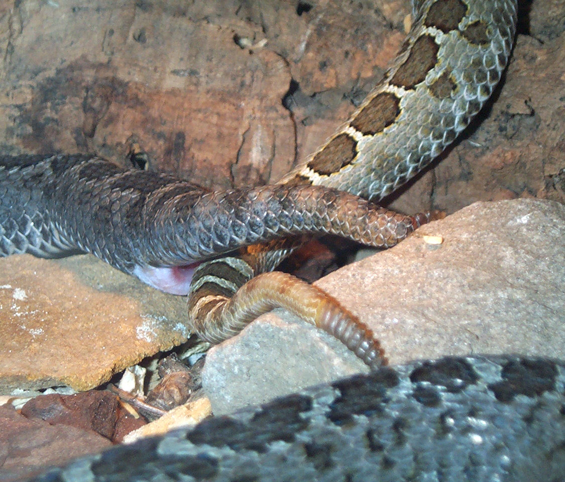 Triseriatus breeding