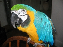 Bailey the macaw