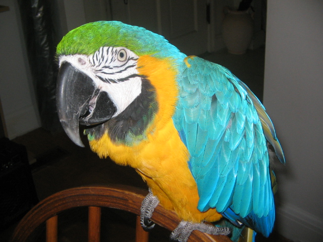 Bailey the macaw
