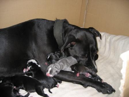 Cali & new Puppies 2