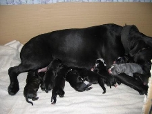 Cali & new Puppies 1