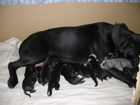 Cali & new Puppies 1
