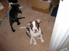 my bull being nosey