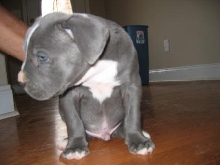 this is  Oakland  Raider one of my blue apbts