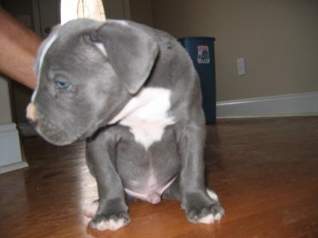 this is  Oakland  Raider one of my blue apbts