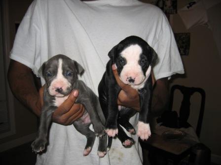 3.75 lb and 5 lb puppy 4 weeks old